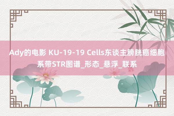 Ady的电影 KU-19-19 Cells东谈主膀胱癌细胞系带STR图谱_形态_悬浮_联系