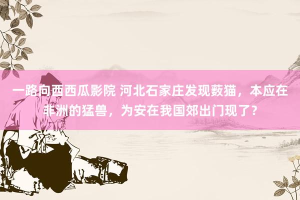 一路向西西瓜影院 河北石家庄发现薮猫，本应在非洲的猛兽，为安在我国郊出门现了？