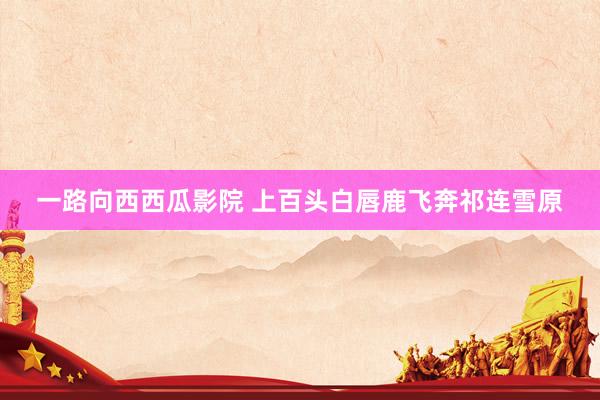 一路向西西瓜影院 上百头白唇鹿飞奔祁连雪原