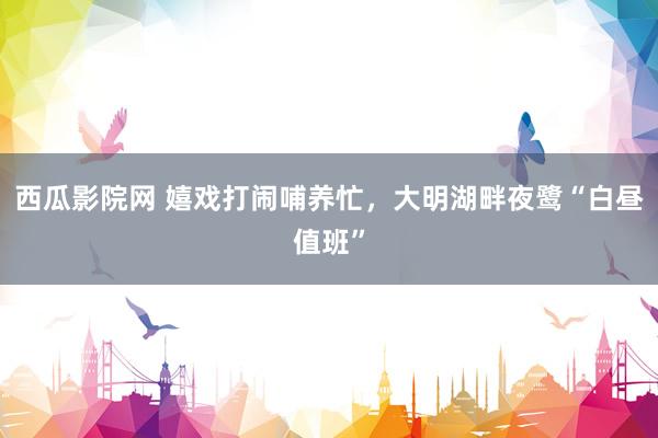 西瓜影院网 嬉戏打闹哺养忙，大明湖畔夜鹭“白昼值班”